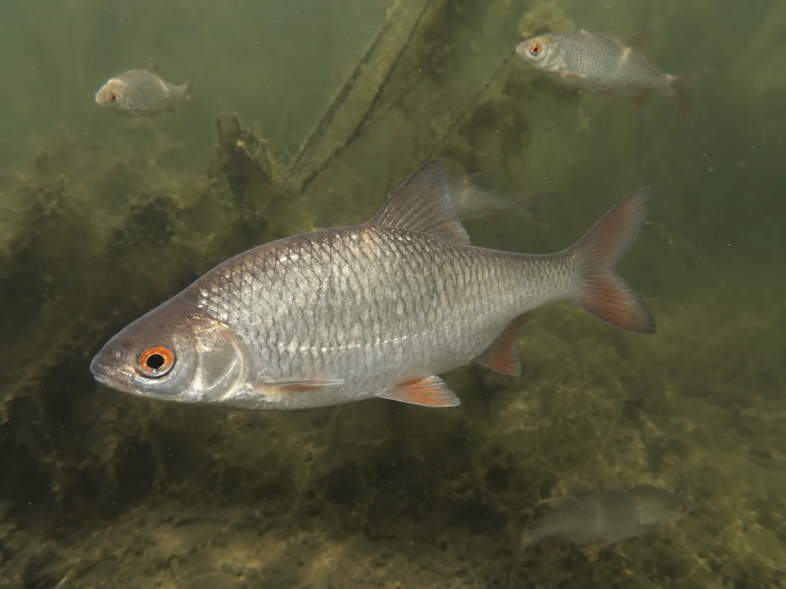 Rutilo (Rutilus rutilus) in gruppo