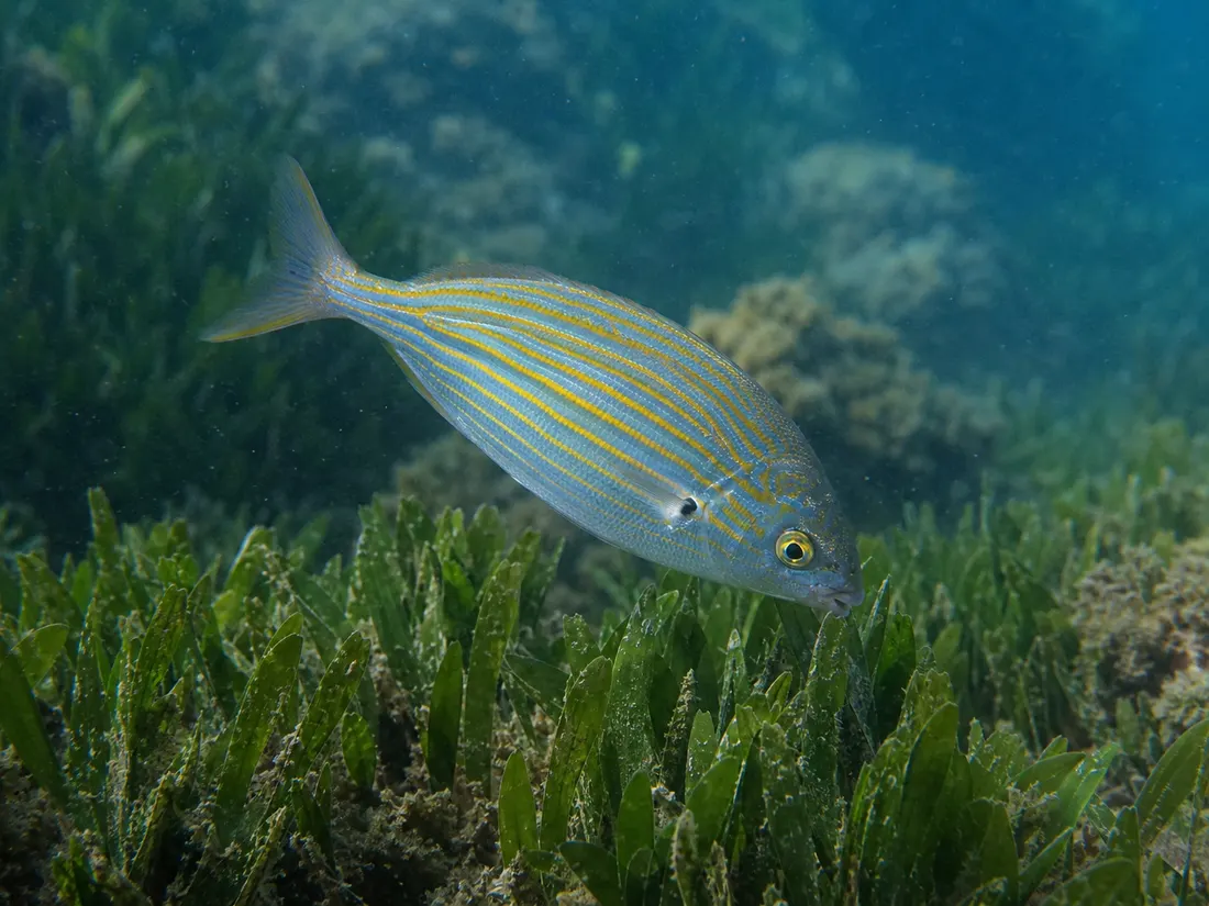 Salpa (Sarpa salpa) in azione