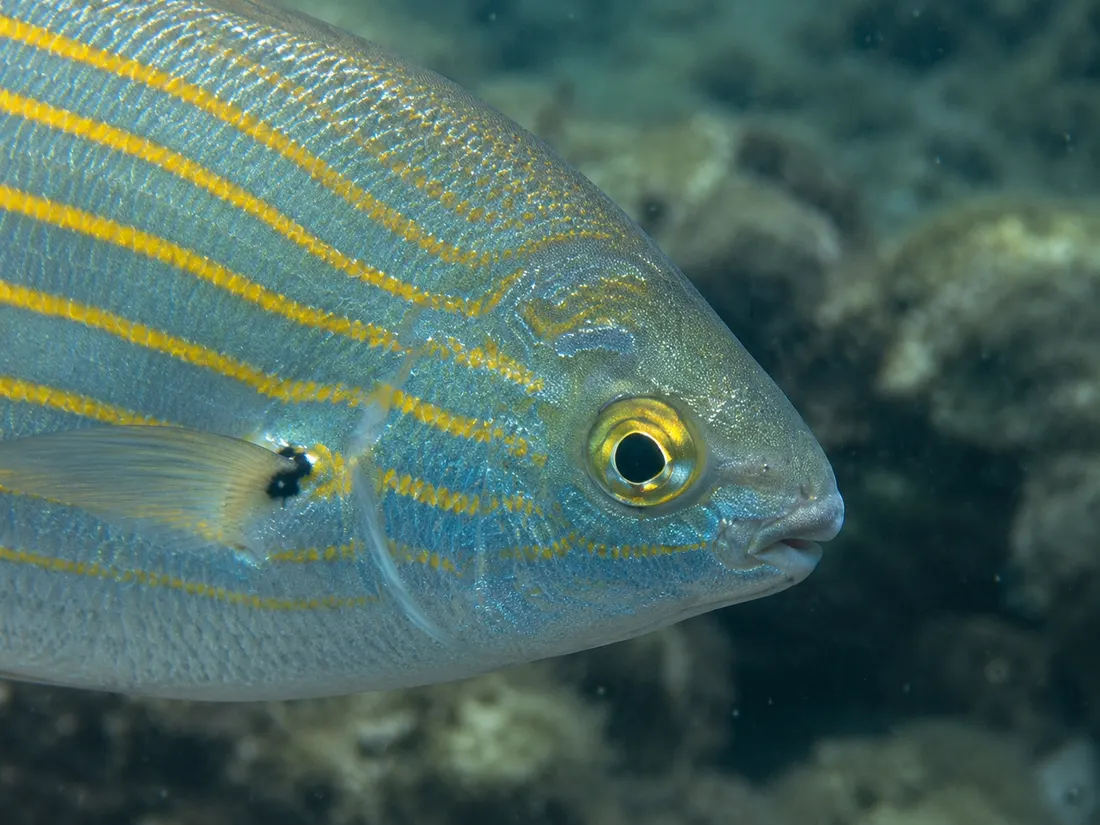 Salpa (Sarpa salpa) in un dettaglio ravvicinato