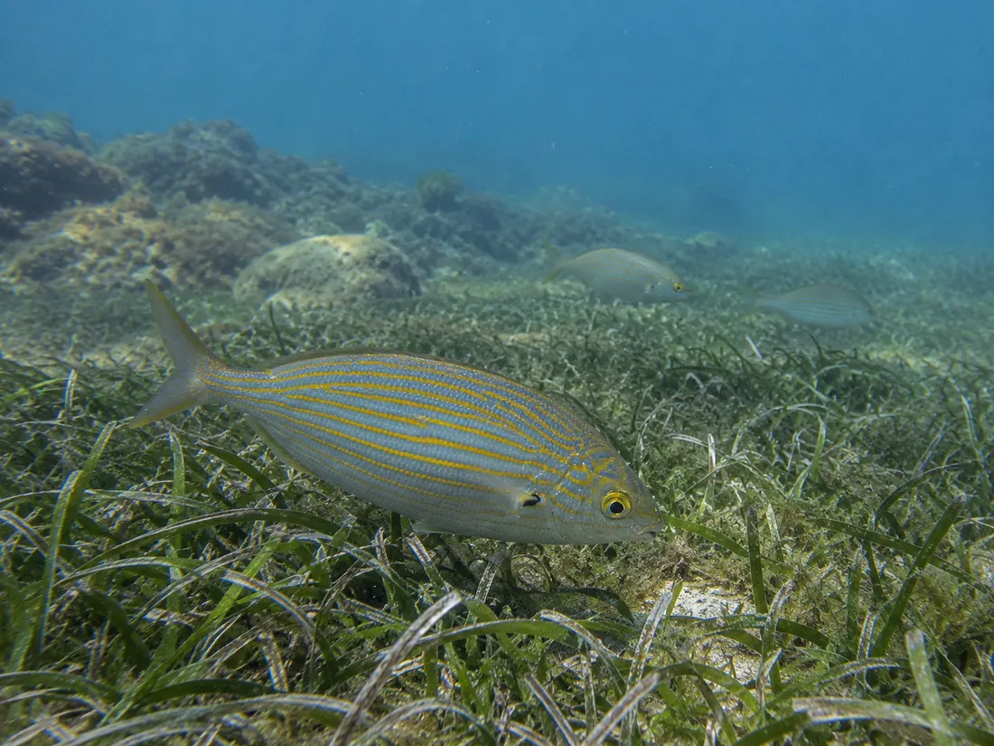 Salpa (Sarpa salpa) nel suo habitat