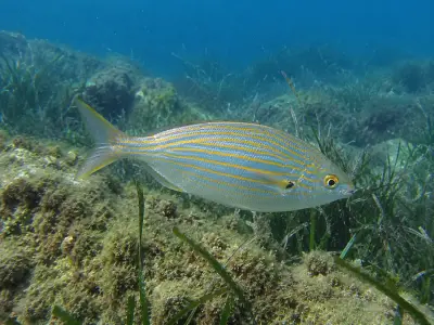 Salpa