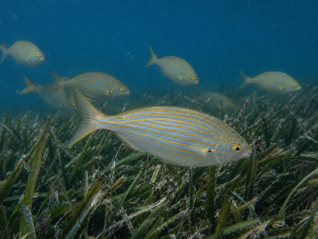 Salpa (Sarpa salpa) in gruppo