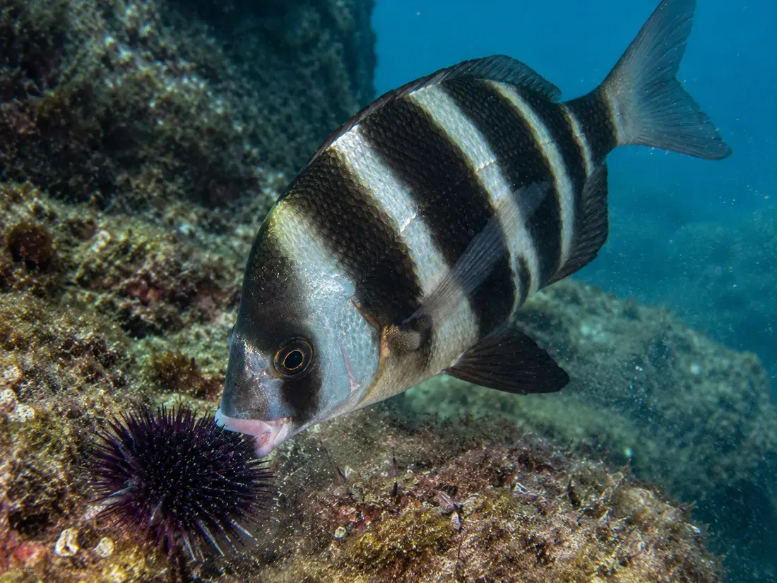 Sarago faraone (Diplodus cervinus) in azione