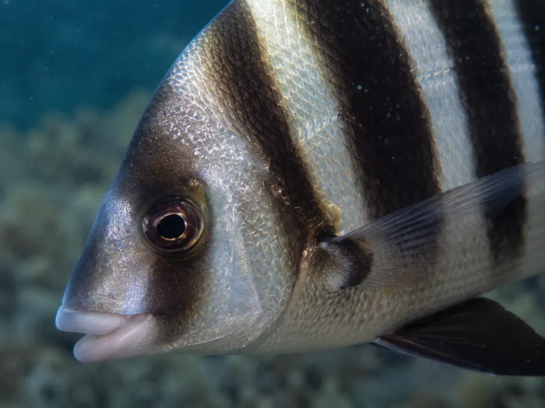 Sarago faraone (Diplodus cervinus) in un dettaglio ravvicinato