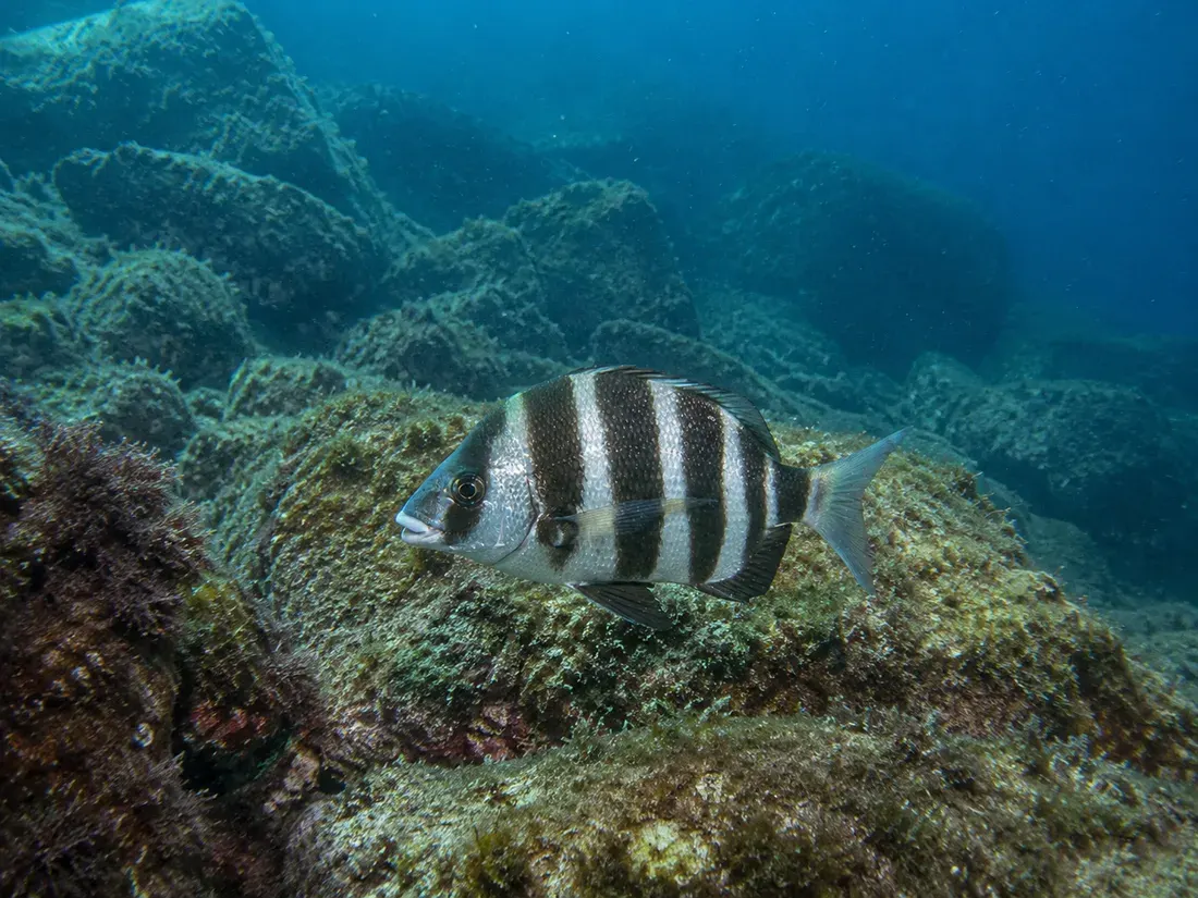 Sarago faraone (Diplodus cervinus) nel suo habitat