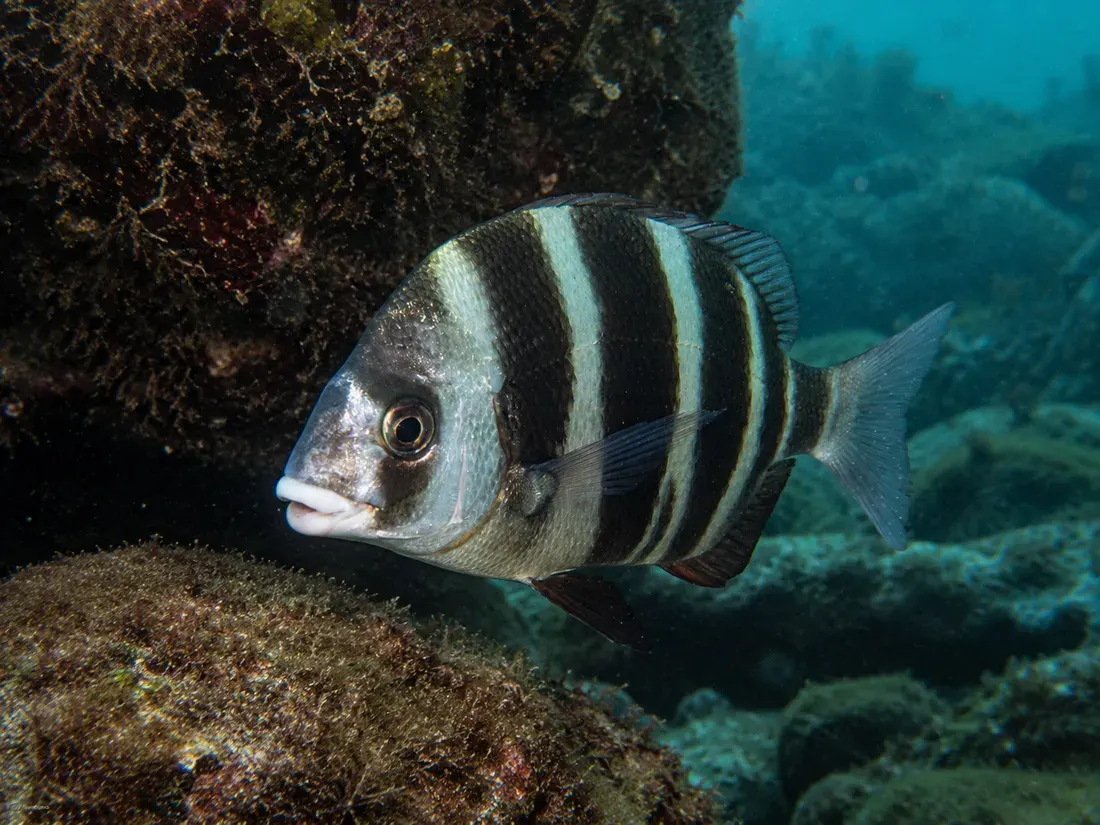 Sarago faraone (Diplodus cervinus) in gruppo