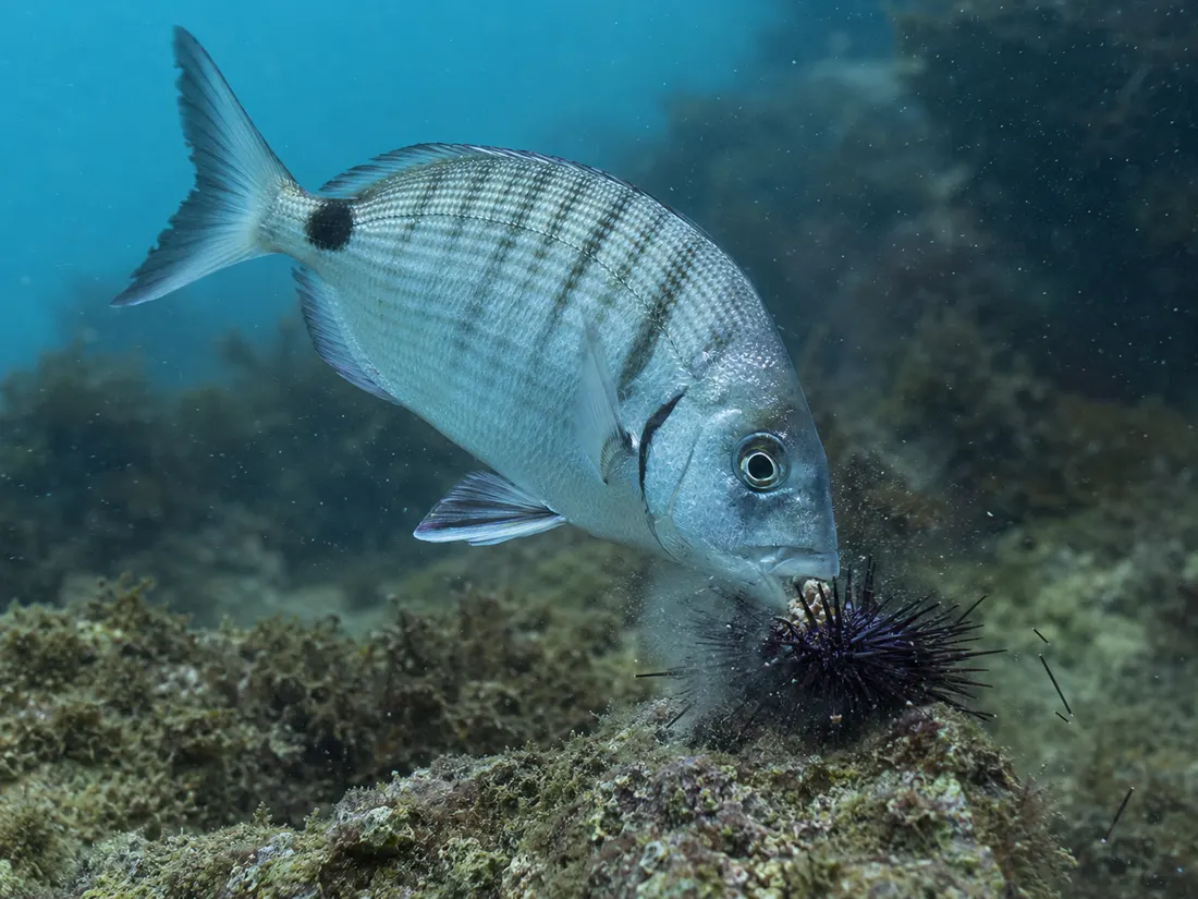 Sarago maggiore (Diplodus sargus) in azione