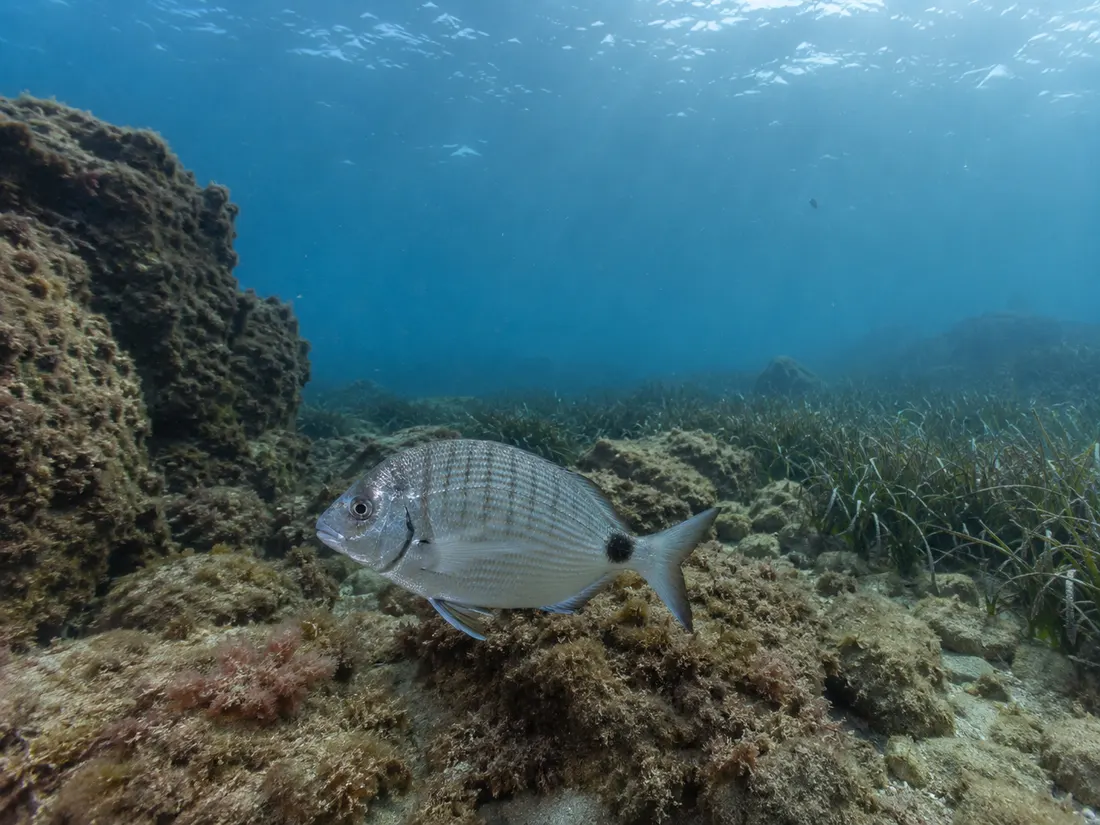 Sarago maggiore (Diplodus sargus) nel suo habitat