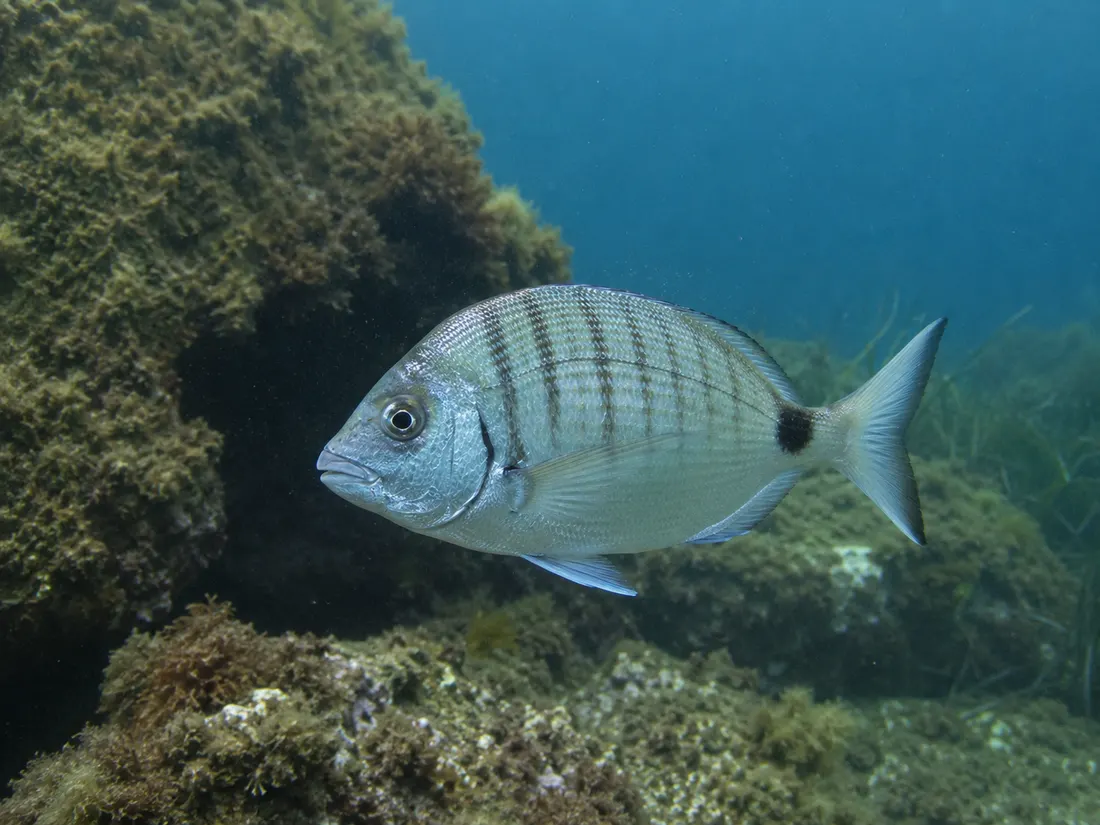 Sarago maggiore (Diplodus sargus) in gruppo