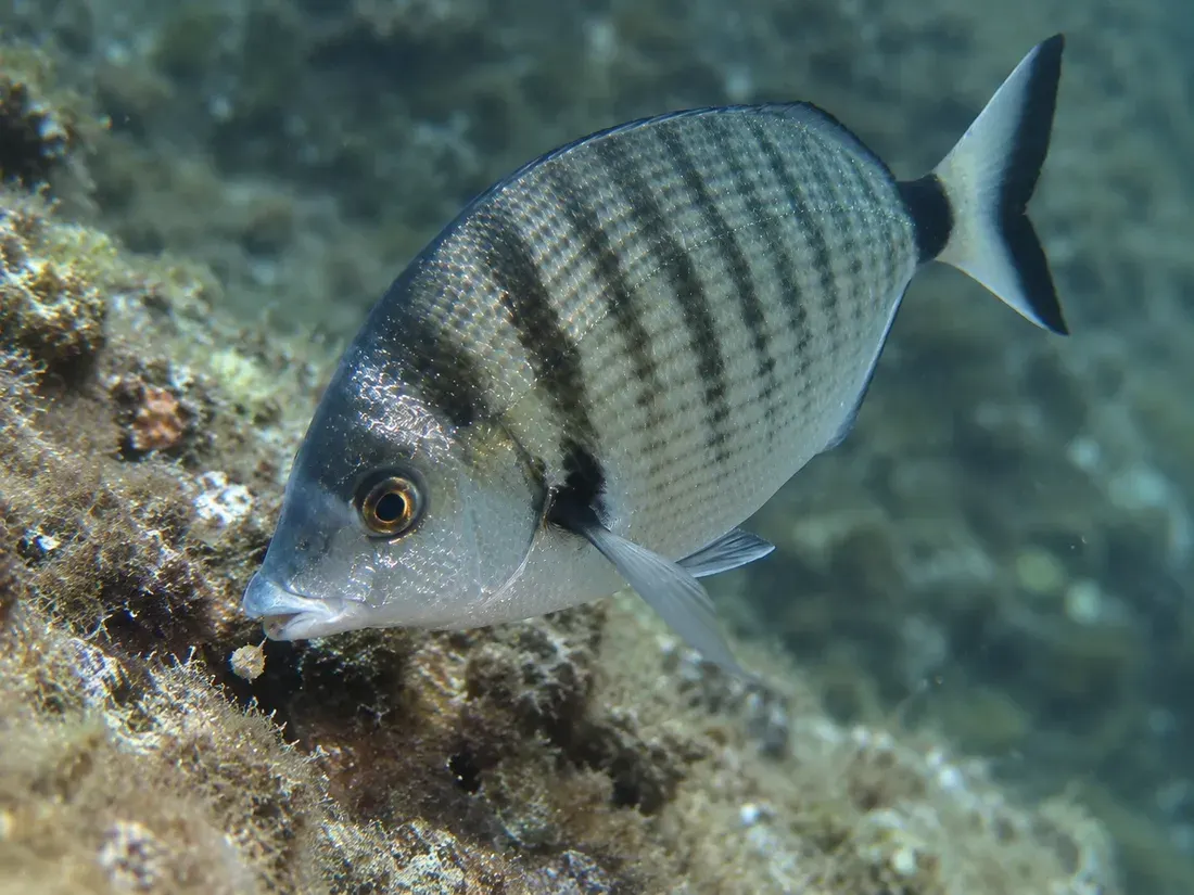 Sarago pizzuto (Diplodus puntazzo) in azione