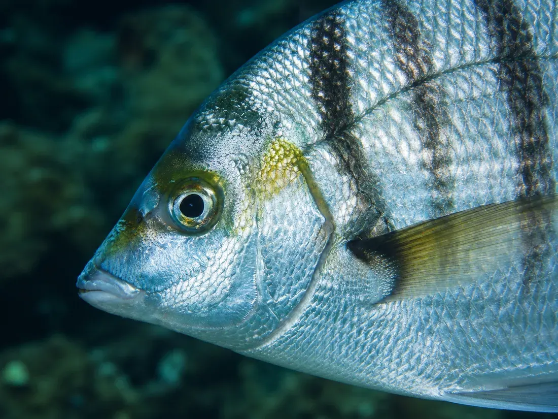 Sarago pizzuto (Diplodus puntazzo) in un dettaglio ravvicinato