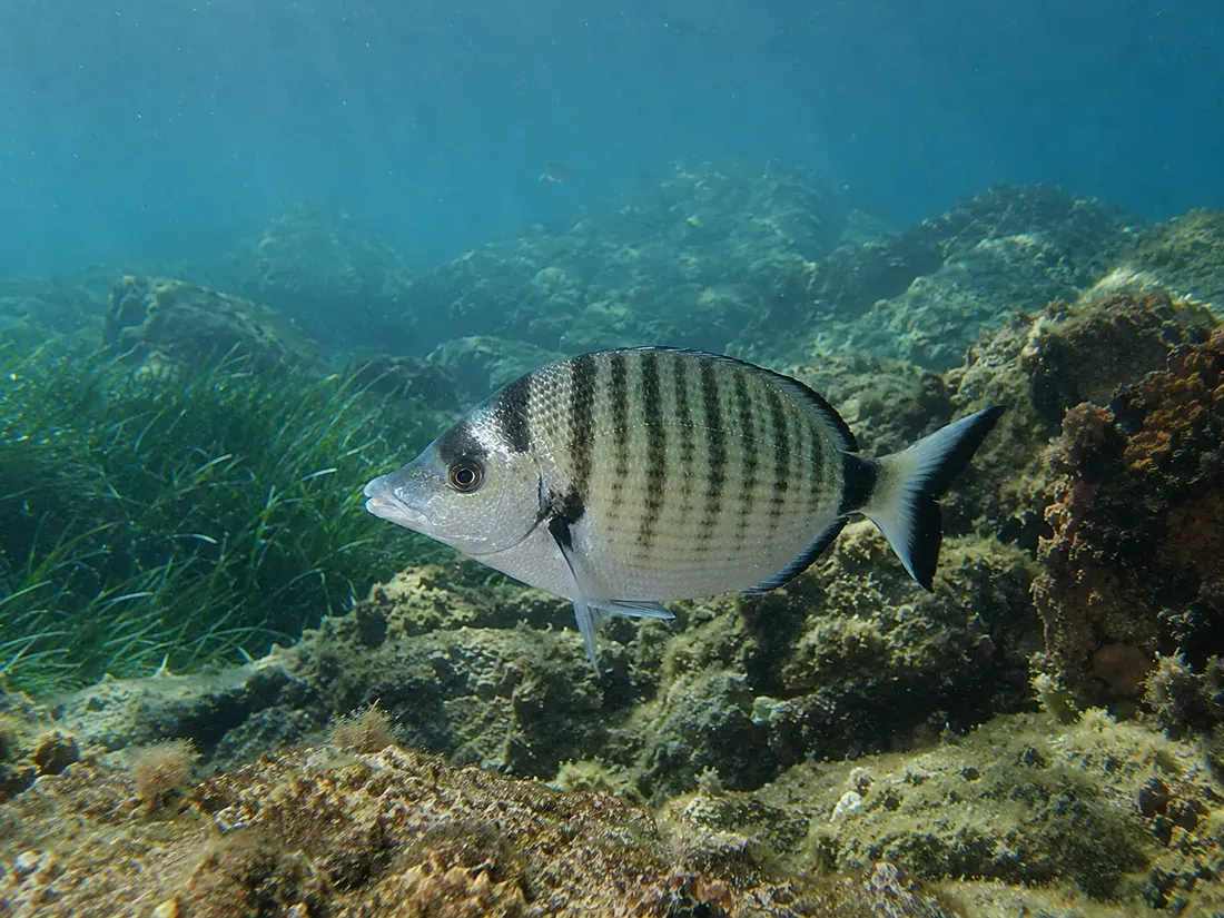 Sarago pizzuto (Diplodus puntazzo) nel suo habitat