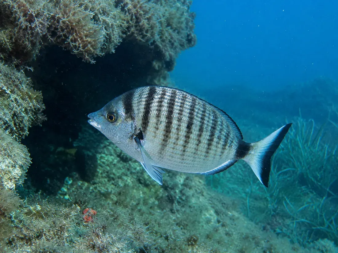 Sarago pizzuto (Diplodus puntazzo) in gruppo