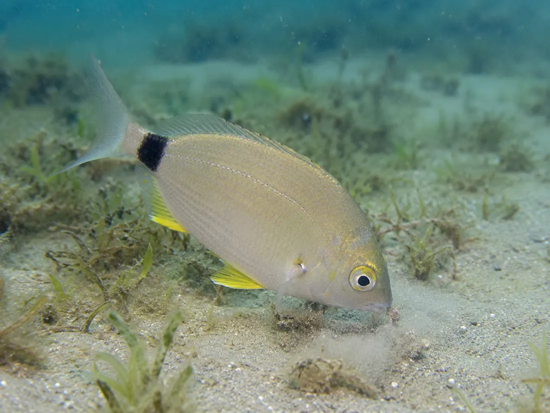Sarago sparaglione (Diplodus annularis) in azione