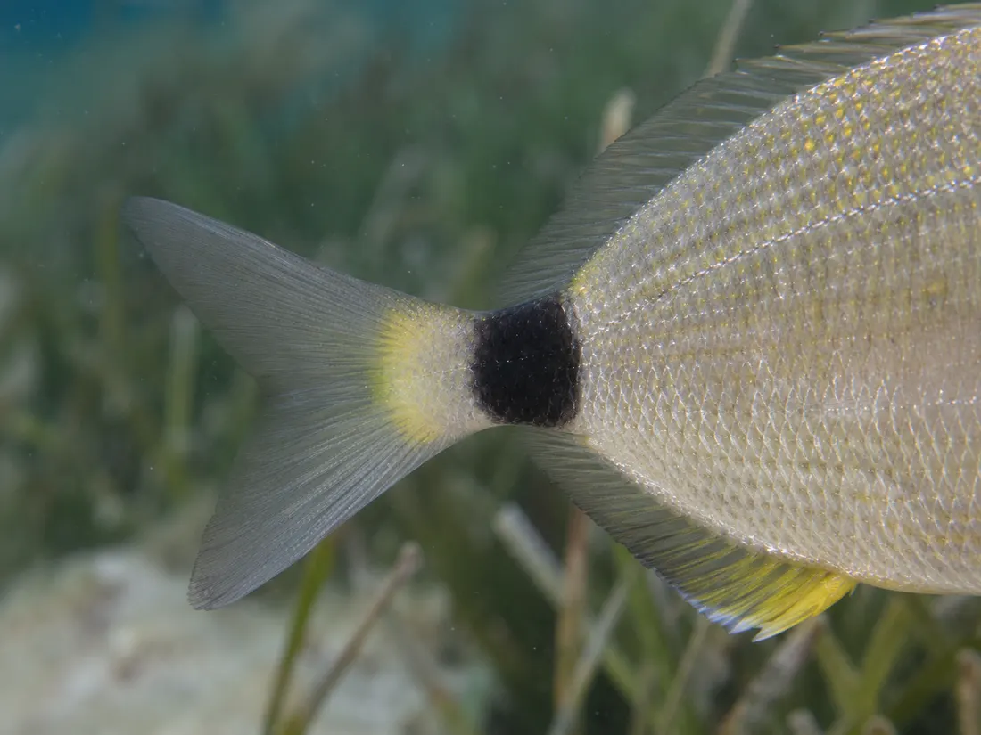 Sarago sparaglione (Diplodus annularis) in un dettaglio ravvicinato
