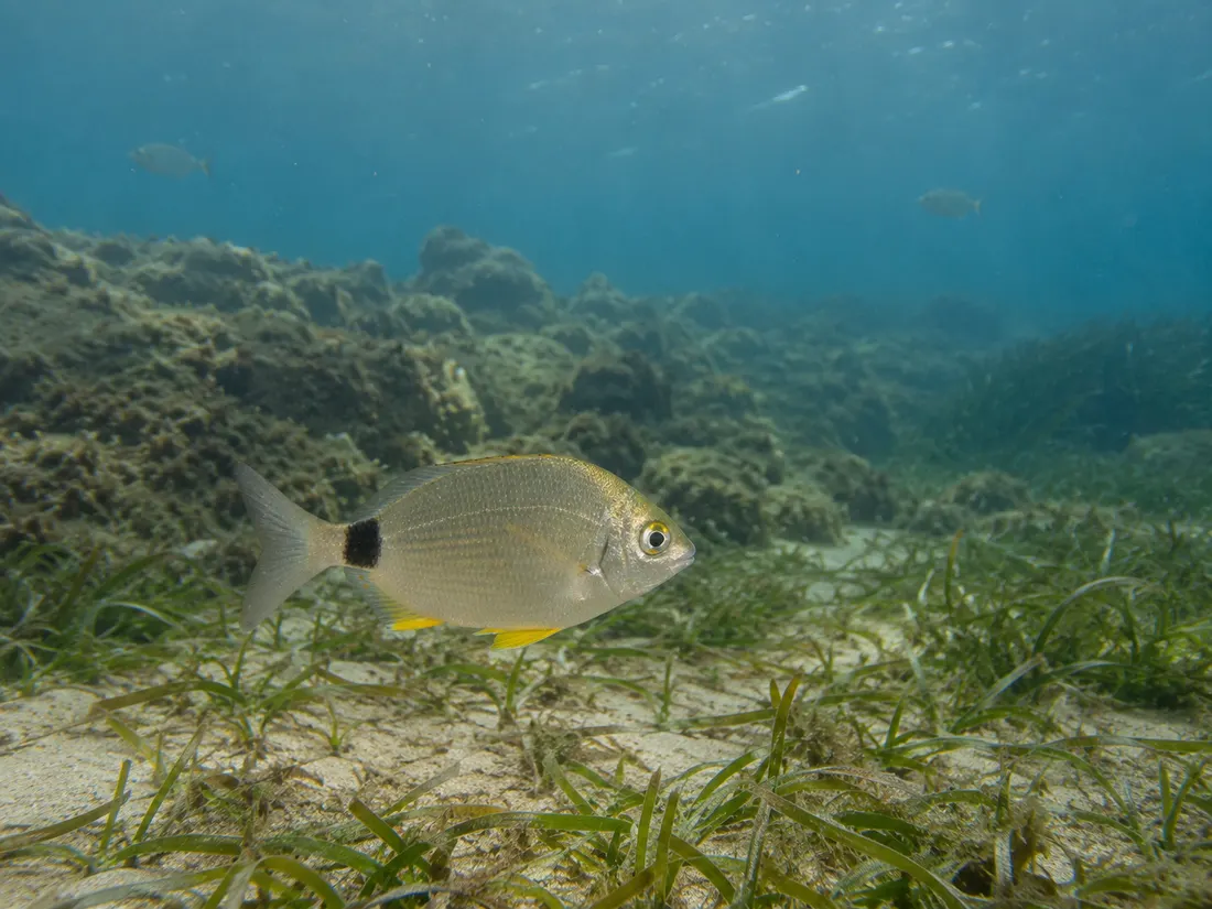 Sarago sparaglione (Diplodus annularis) nel suo habitat