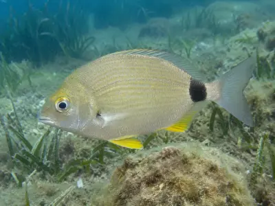 Sarago sparaglione