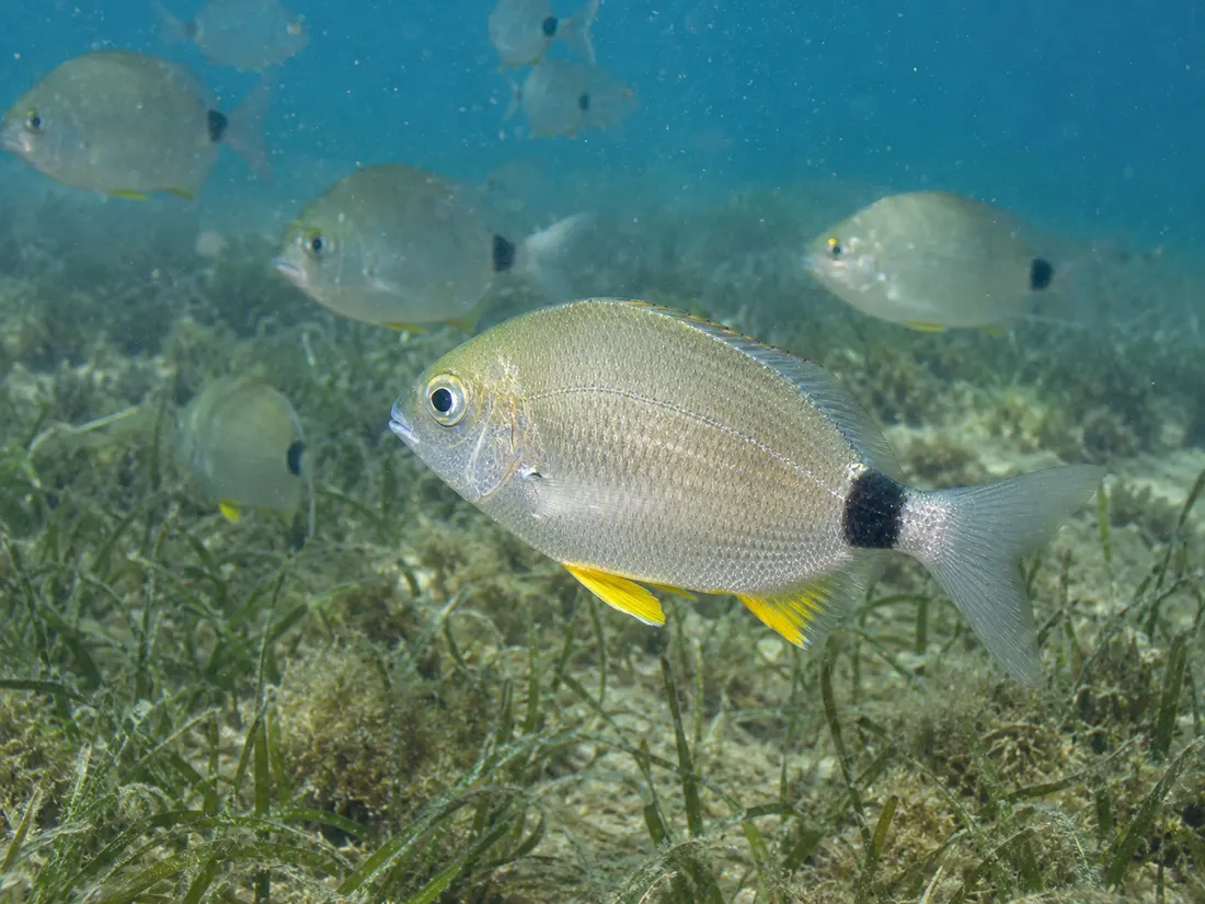 Sarago sparaglione (Diplodus annularis) in gruppo