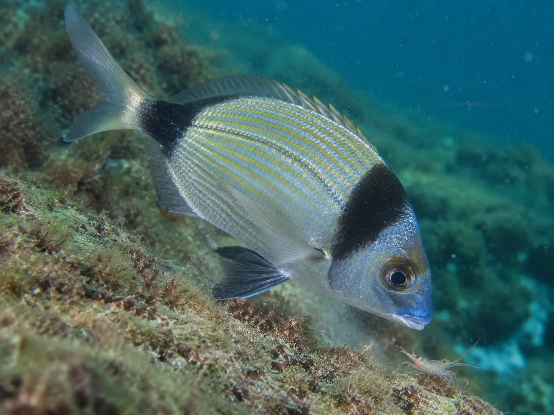 Sarago testa nera (Diplodus vulgaris) in azione