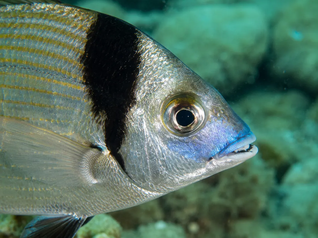 Sarago testa nera (Diplodus vulgaris) in un dettaglio ravvicinato