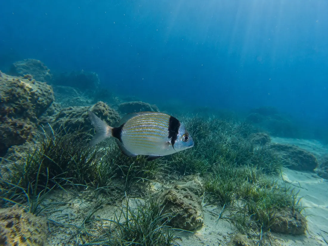 Sarago testa nera (Diplodus vulgaris) nel suo habitat