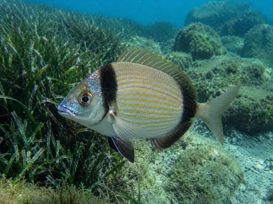 Sarago testa nera (Diplodus vulgaris): esemplare fotografato