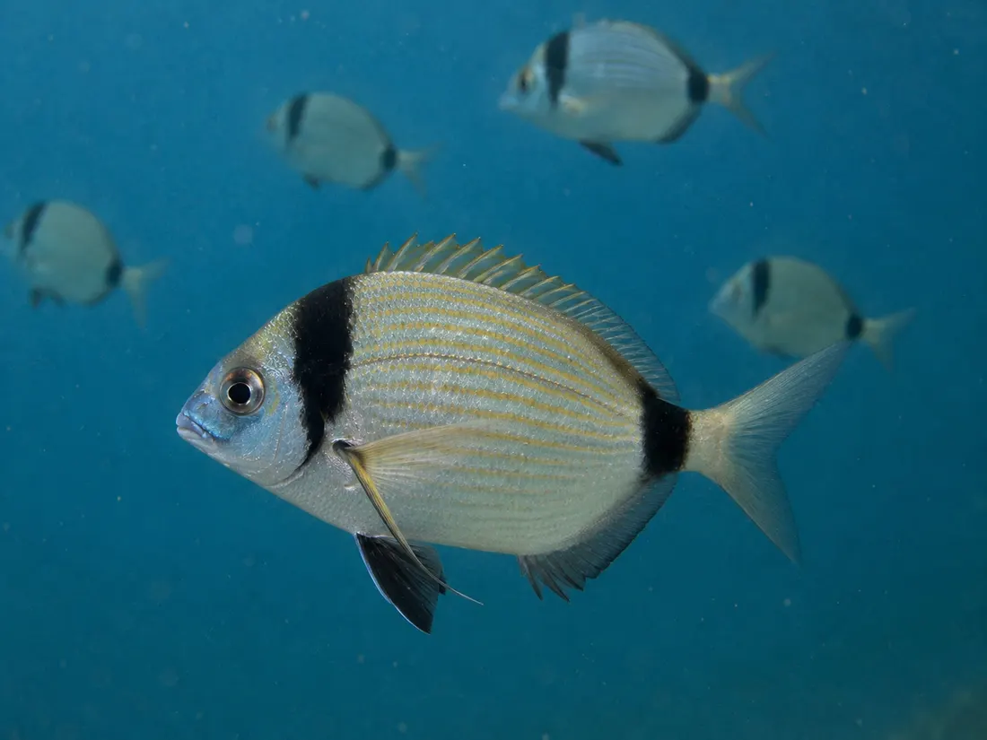 Sarago testa nera (Diplodus vulgaris) in gruppo