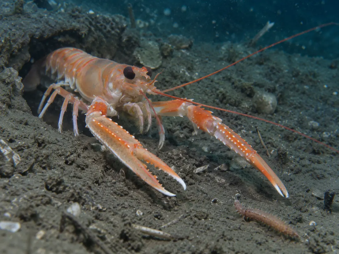 Scampo (Nephrops norvegicus) in azione