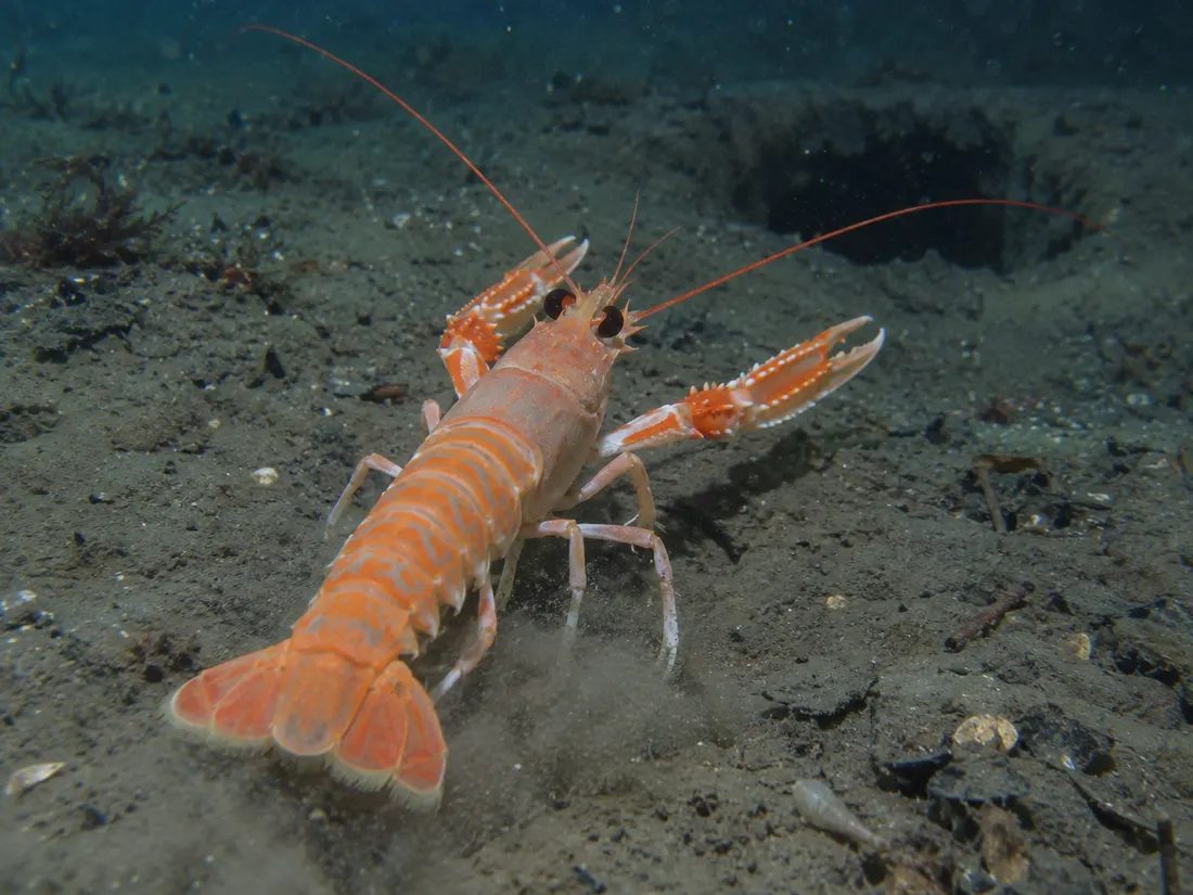 Scampo (Nephrops norvegicus) in azione