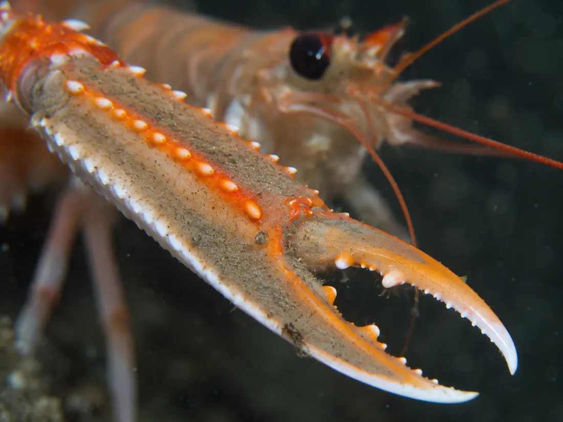 Scampo (Nephrops norvegicus) in un dettaglio ravvicinato