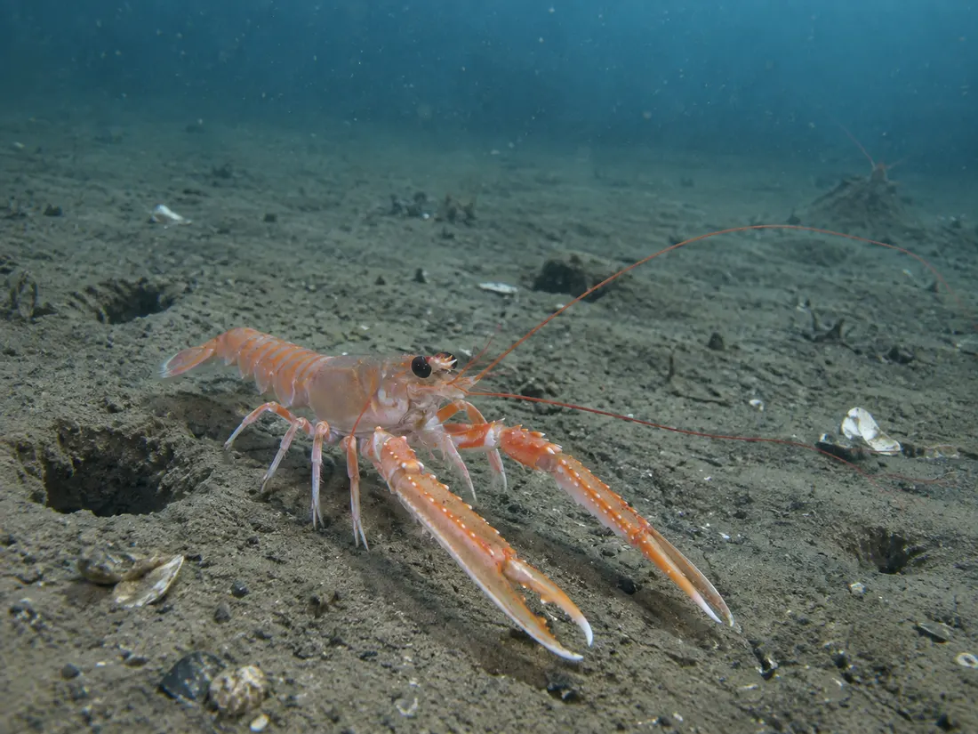 Scampo (Nephrops norvegicus) nel suo habitat