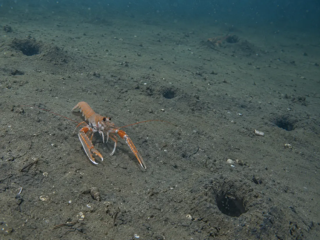 Scampo (Nephrops norvegicus) nel suo habitat