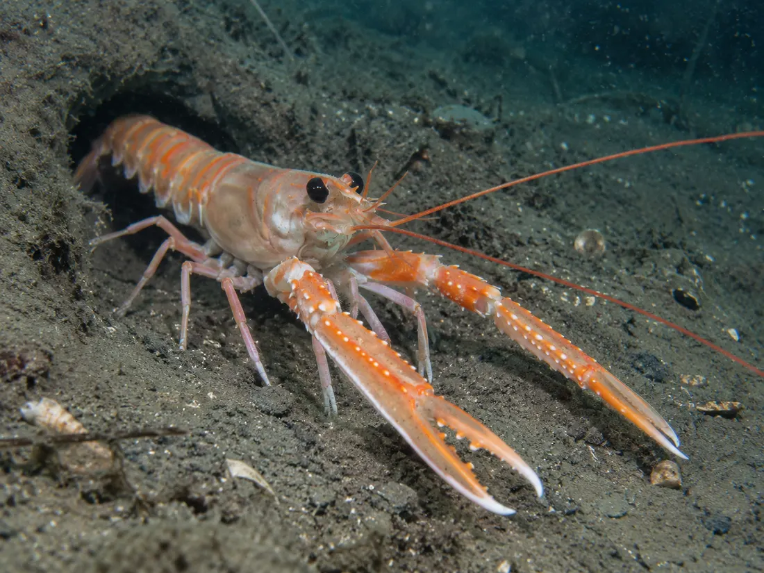 Scampo (Nephrops norvegicus) in un dettaglio ravvicinato