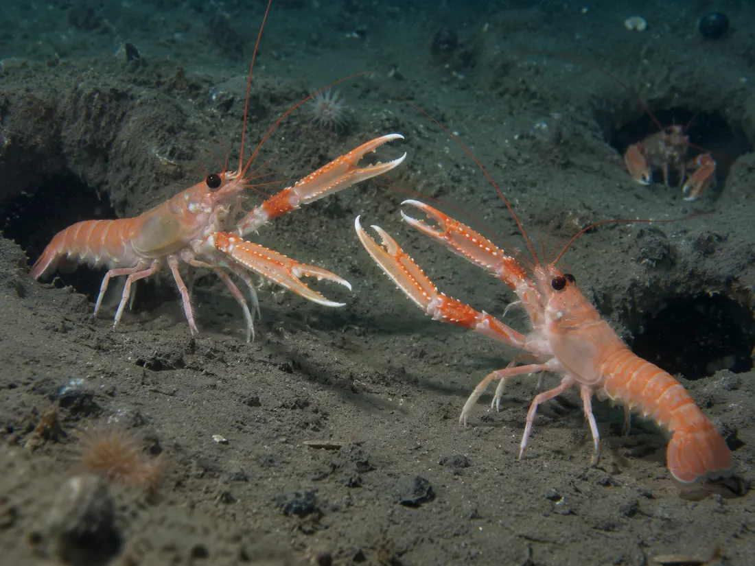 Scampo (Nephrops norvegicus) in gruppo