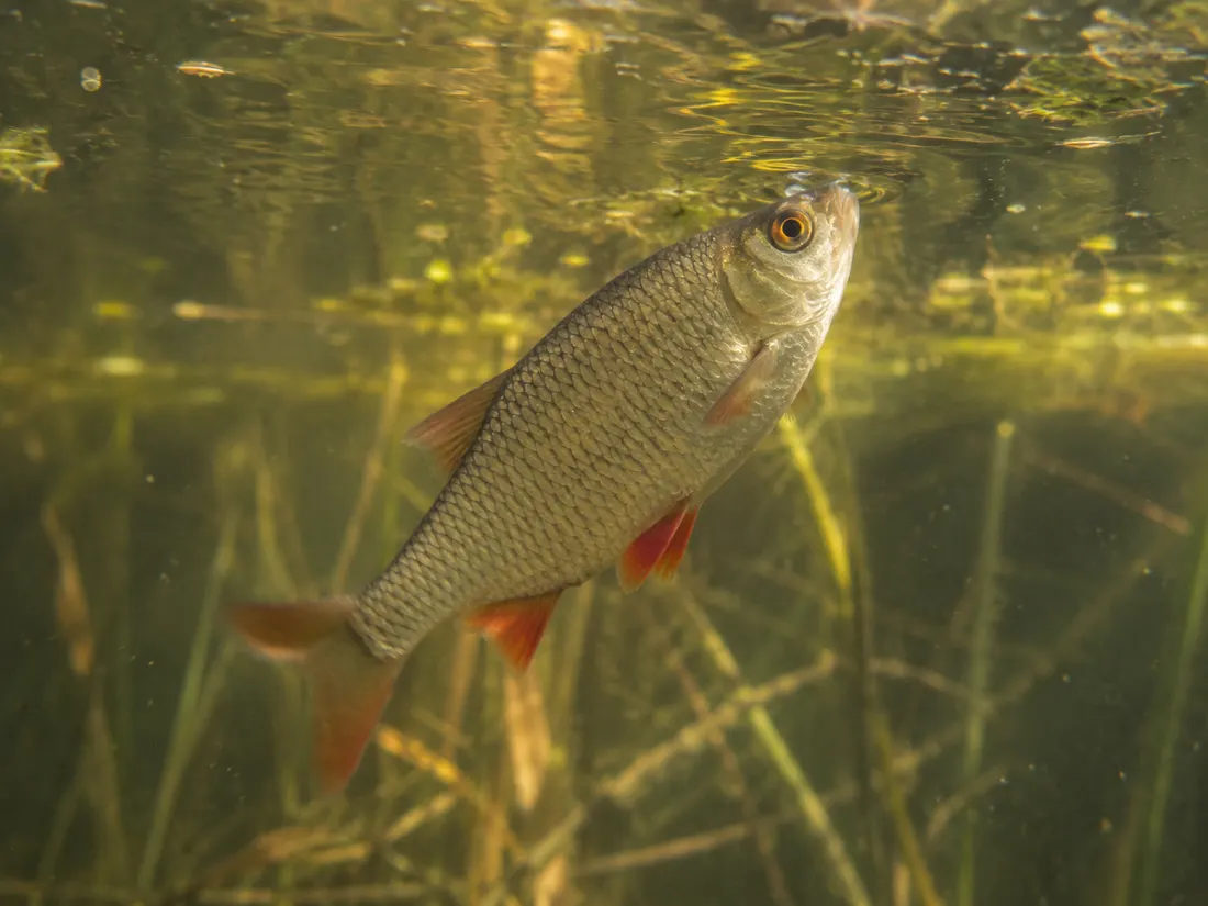 Scardola (Scardinius erythrophthalmus) in azione