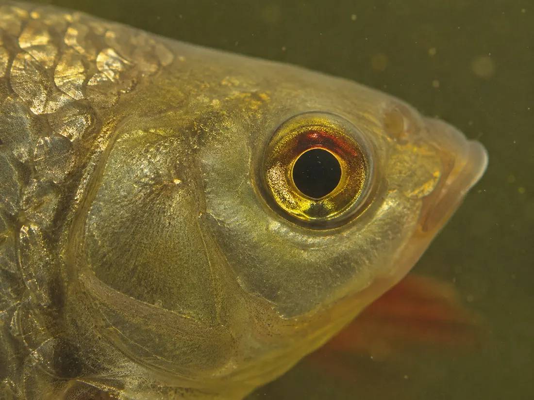 Scardola (Scardinius erythrophthalmus) in un dettaglio ravvicinato