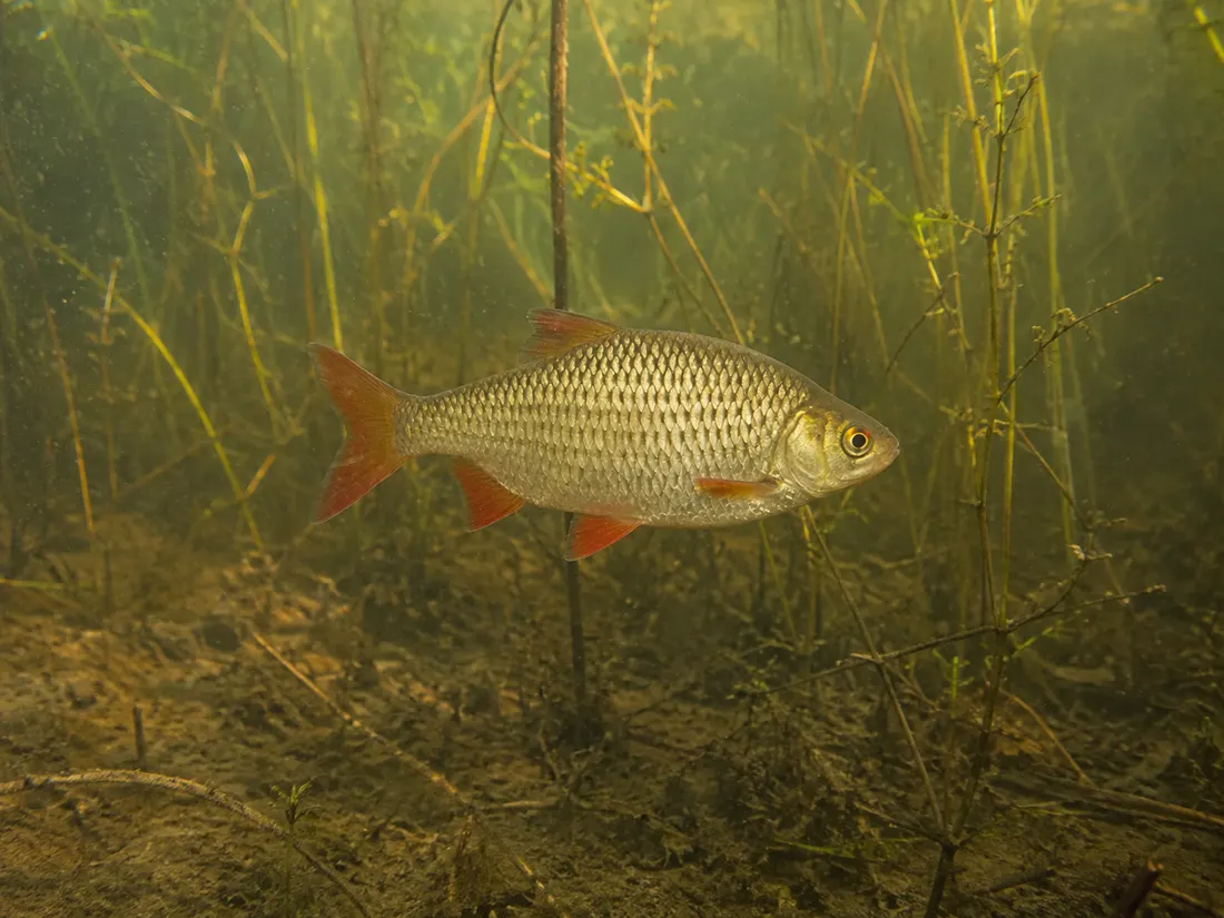 Scardola (Scardinius erythrophthalmus) nel suo habitat