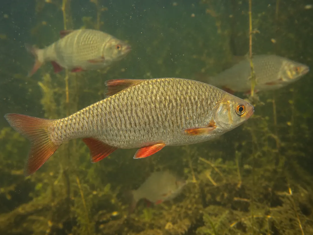 Scardola (Scardinius erythrophthalmus) in gruppo