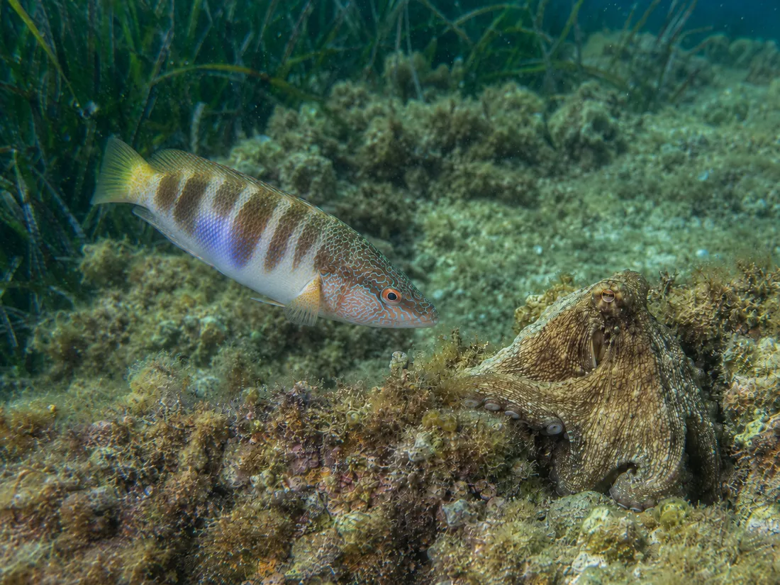 Sciarrano (Serranus scriba) in azione