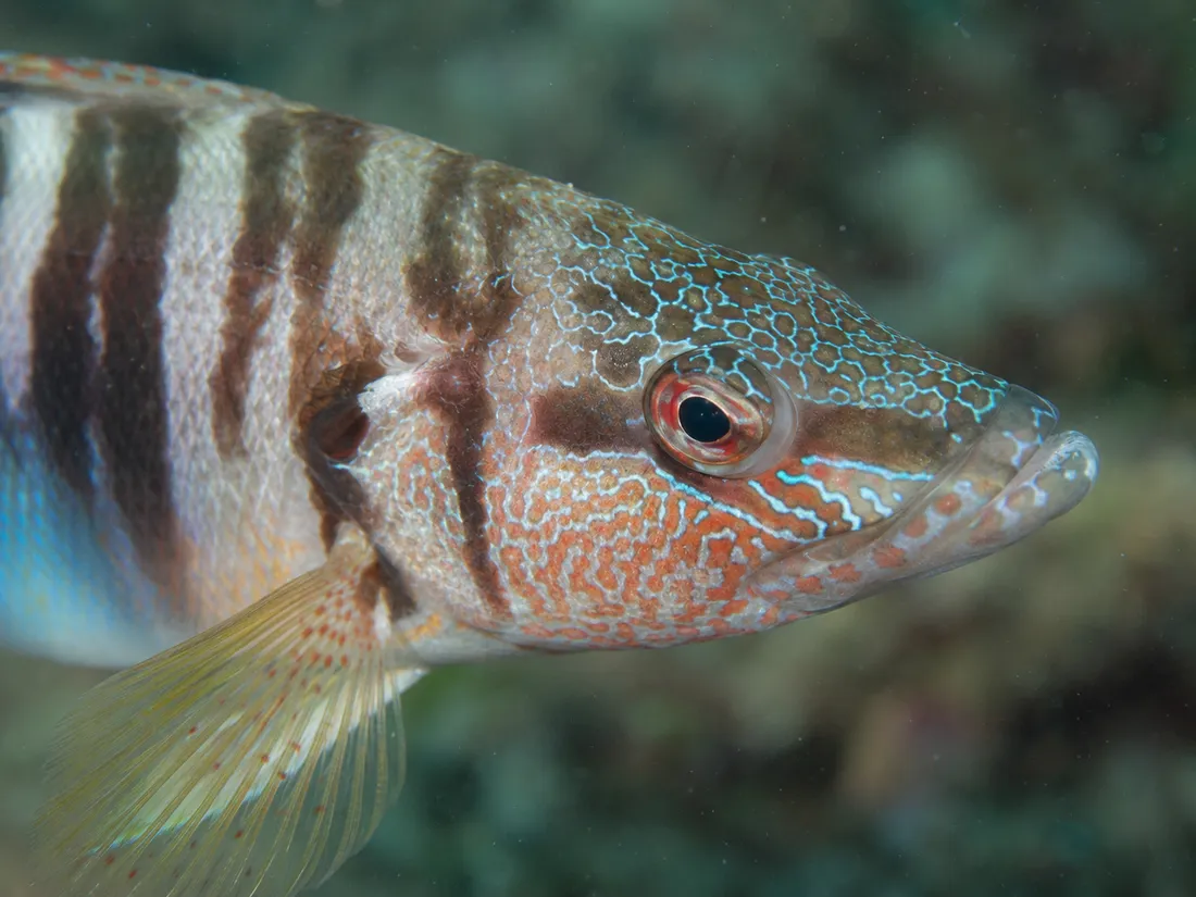 Sciarrano (Serranus scriba) in un dettaglio ravvicinato
