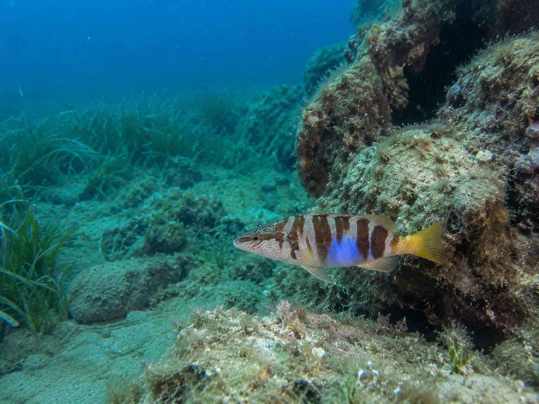 Sciarrano (Serranus scriba) nel suo habitat