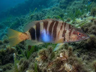 Sciarrano