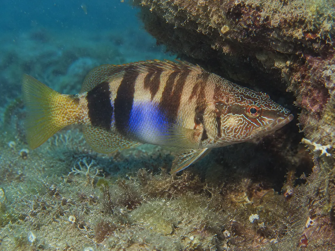 Sciarrano (Serranus scriba) in gruppo