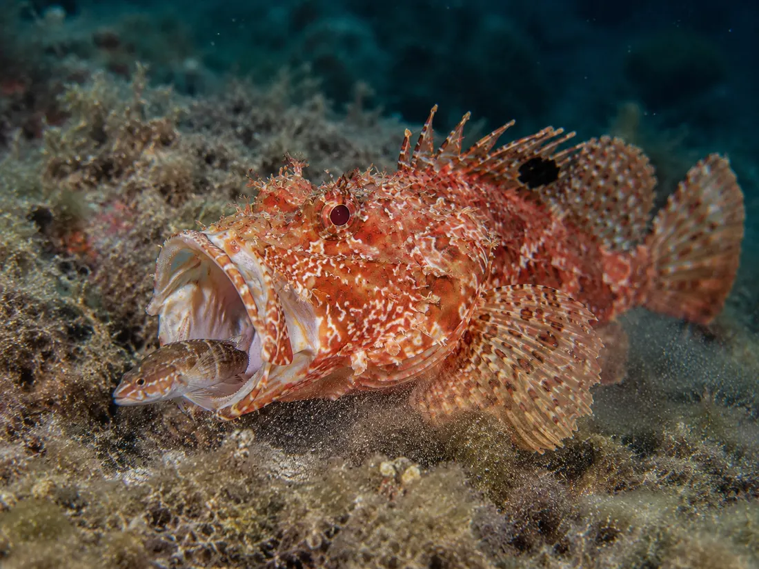 Scorfano rosso (Scorpaena scrofa) in azione