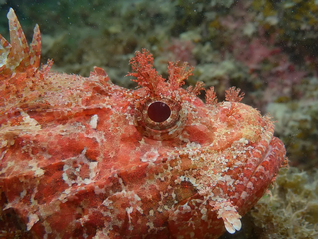 Scorfano rosso (Scorpaena scrofa) in un dettaglio ravvicinato