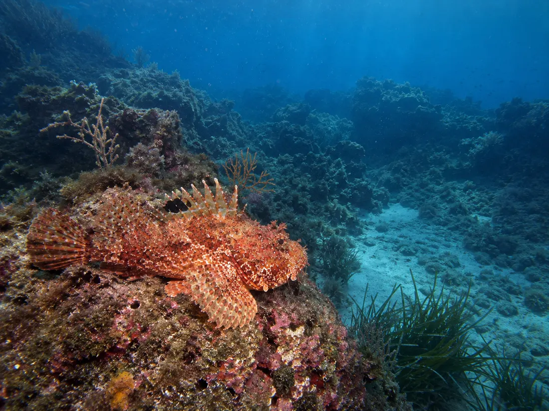 Scorfano rosso (Scorpaena scrofa) nel suo habitat