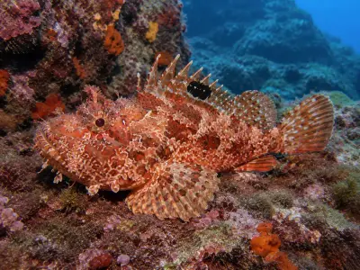 Scorfano rosso