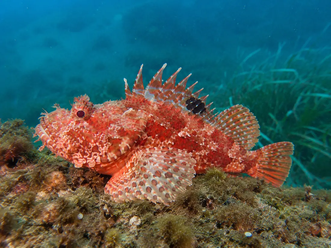 Scorfano rosso (Scorpaena scrofa) in gruppo