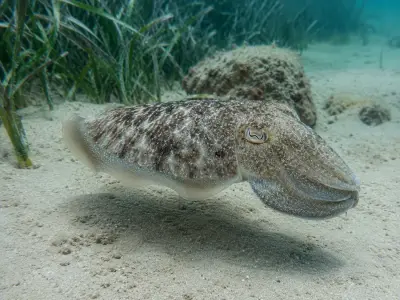 Seppia comune