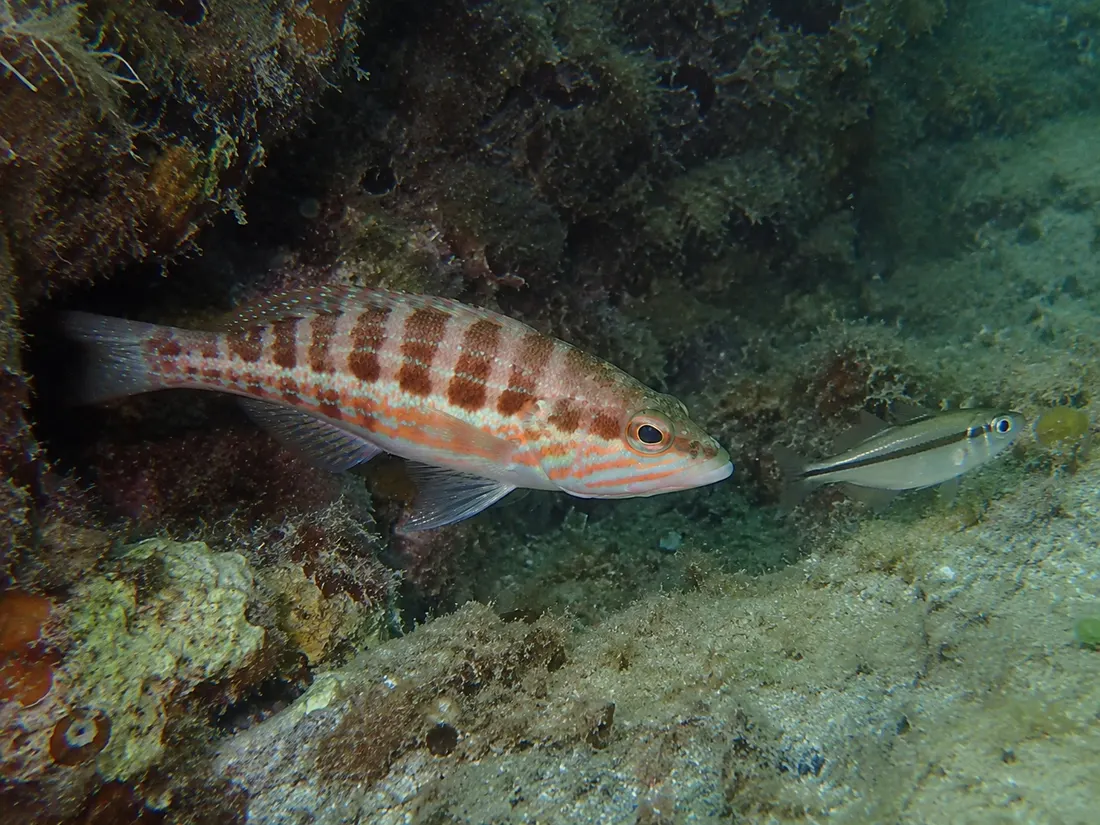 Perchia (Serranus cabrilla) in azione